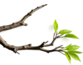 left_green_leaf